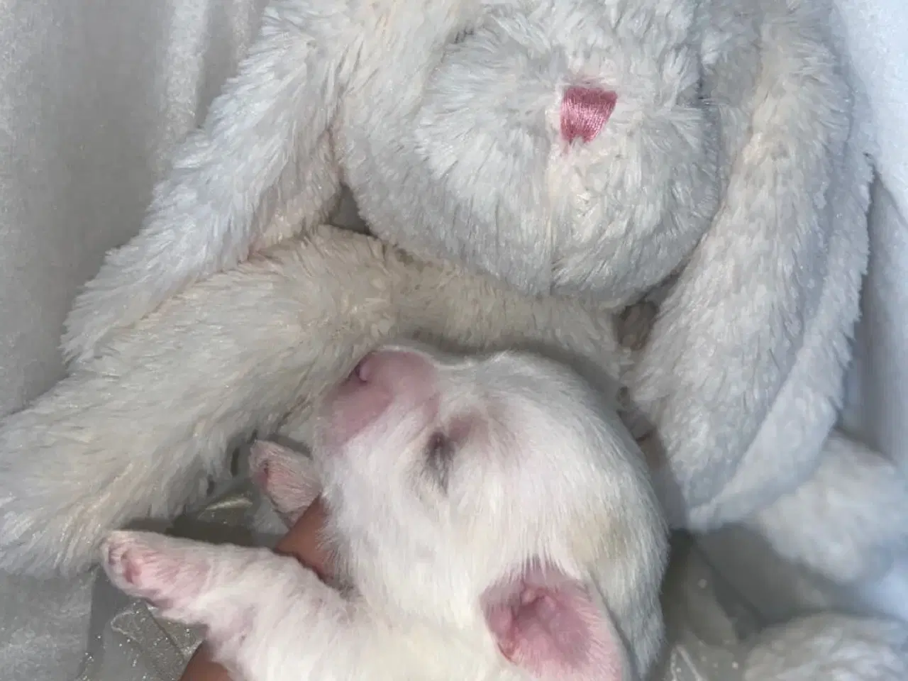 Billede 4 - Coton de tulear - Bomulds bamser