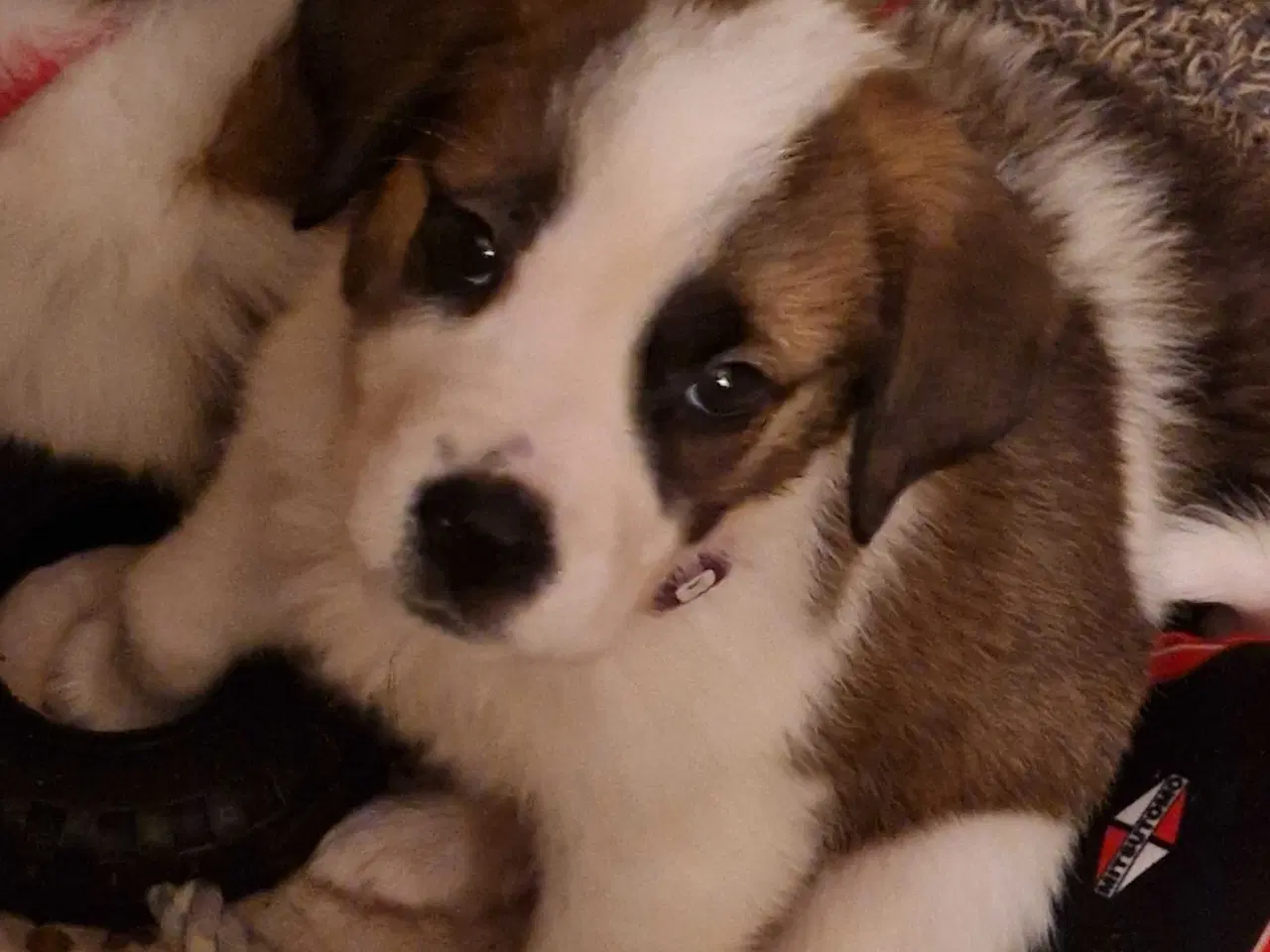 Billede 2 - Sidste tæve fra mit kuld 