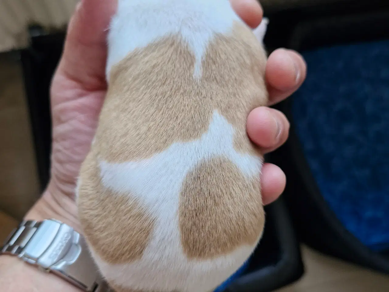 Billede 5 - Dansk svensk gårdhunde hvalpe 