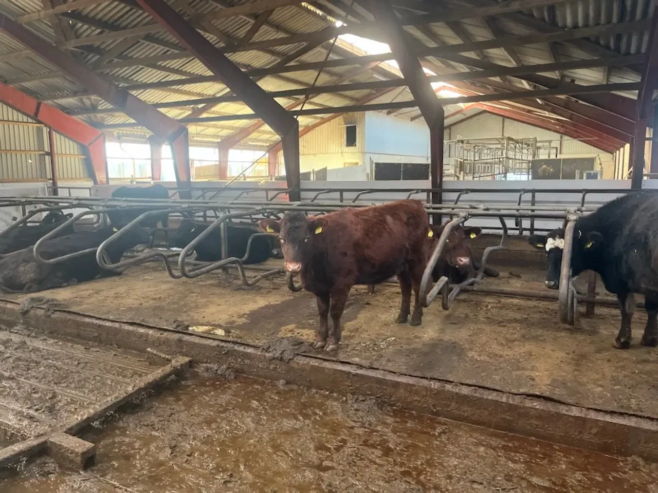 Billede 3 - Angus kvie sælges