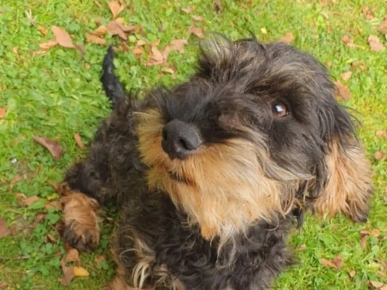 Billede 3 - Gravhunde Ruhåret