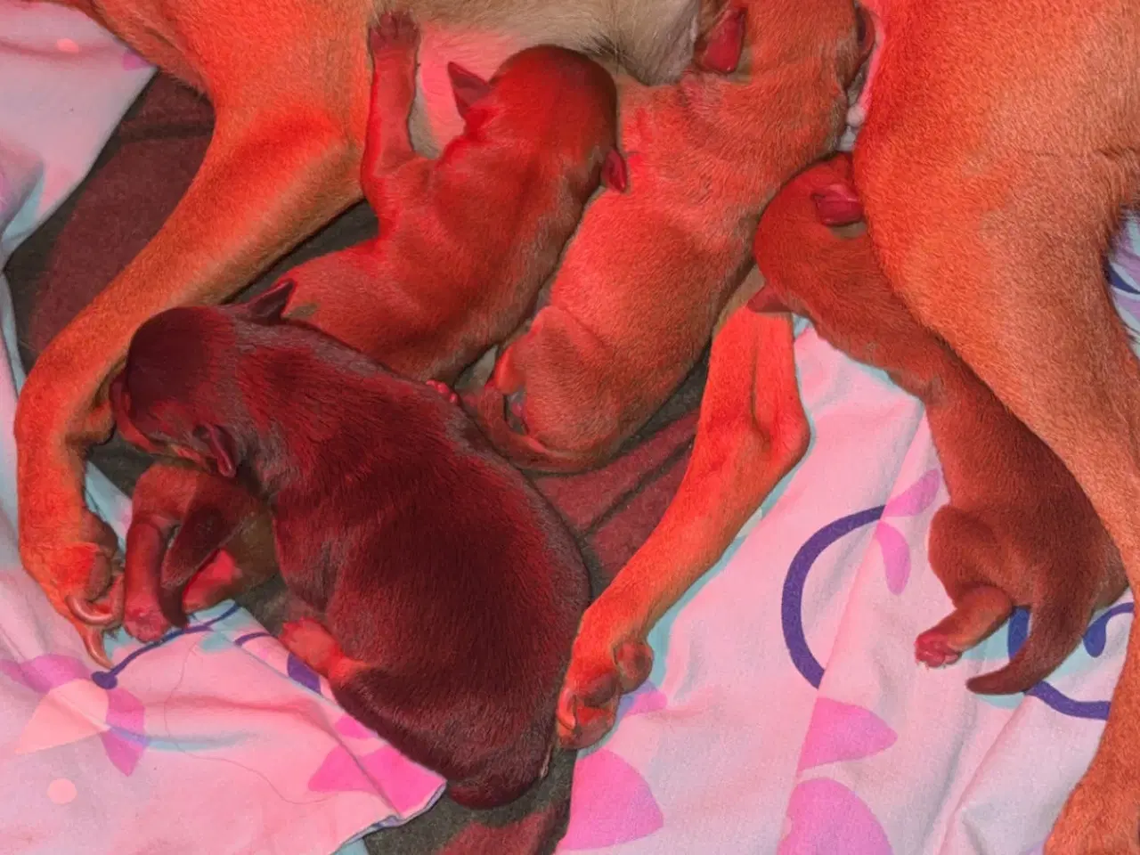 Billede 3 - Dværg Pinscher / Prazsky Krysarik