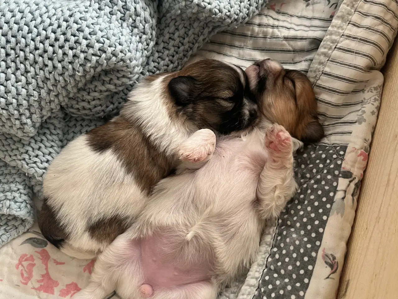 Billede 1 - Mini boomer 