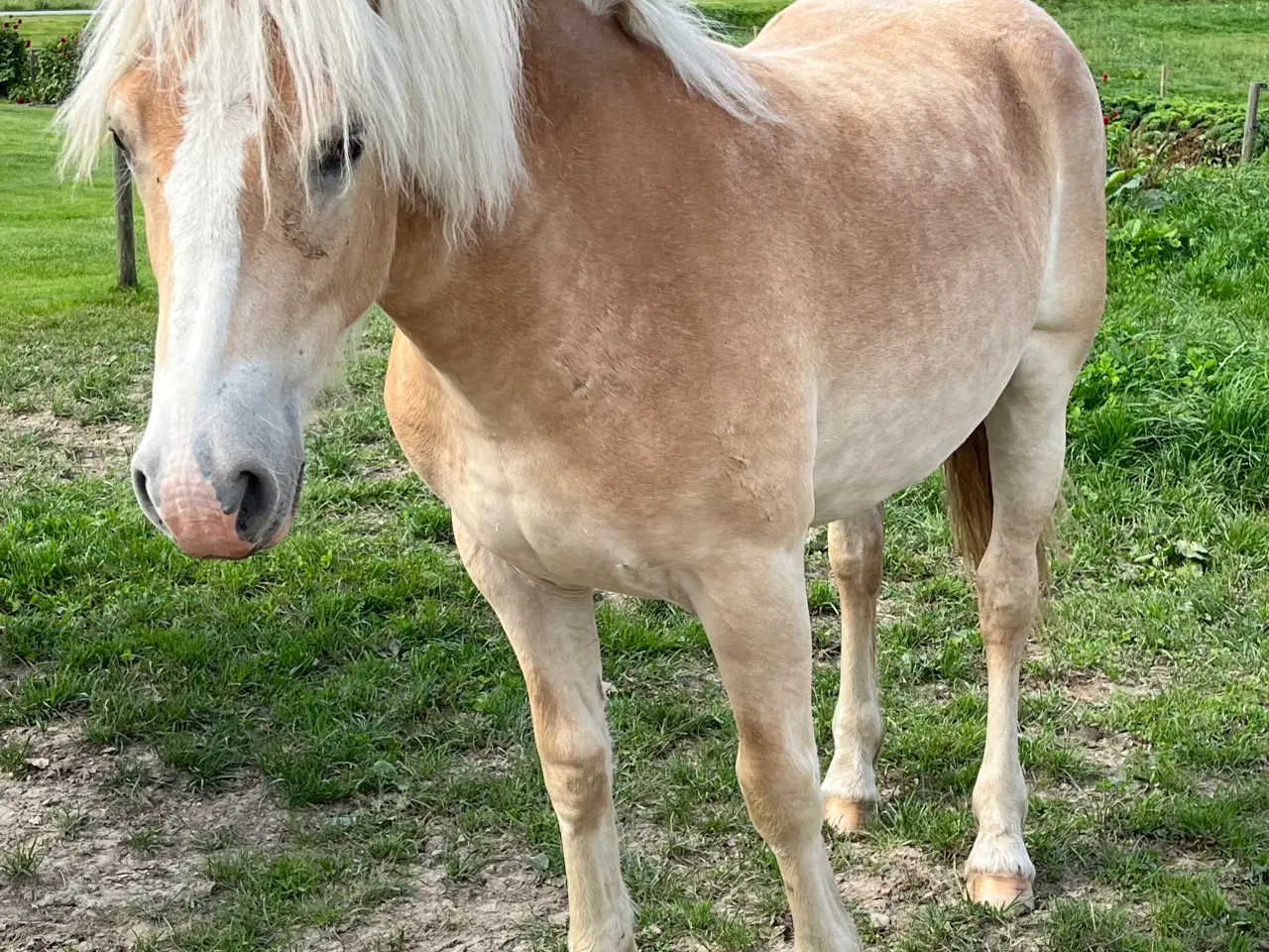 Billede 3 - 1 års haflinger hoppe efter 1 klasse forældre