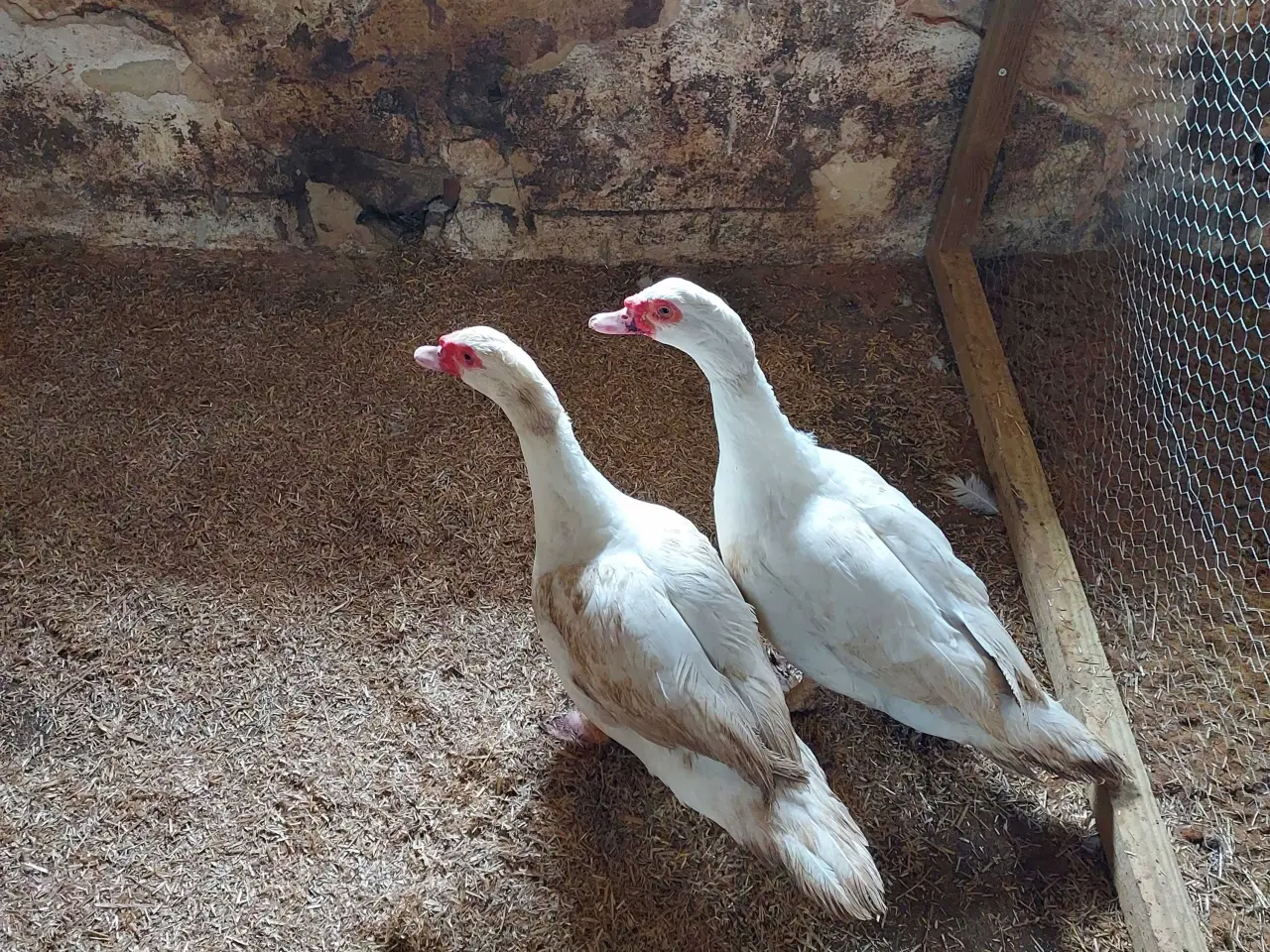 Billede 1 - Moskus andrikker 