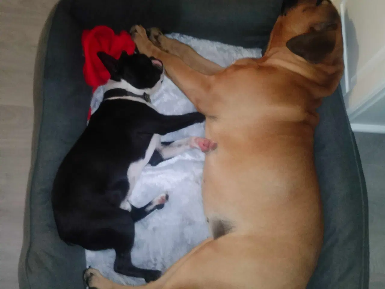 Billede 2 - Bull mastiff med DKK stamtavle