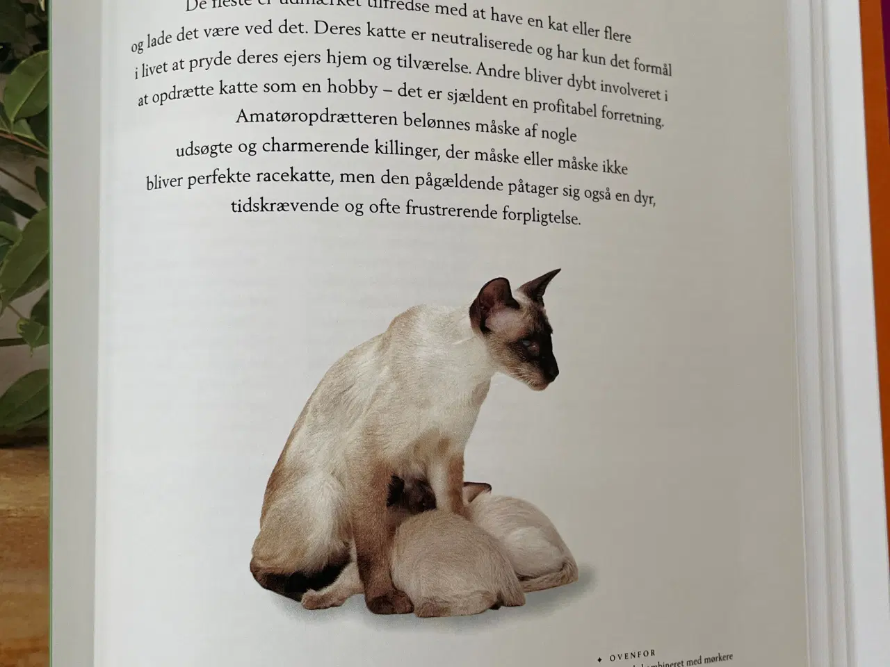 Billede 8 - Bog Kattepleje og katteracer 