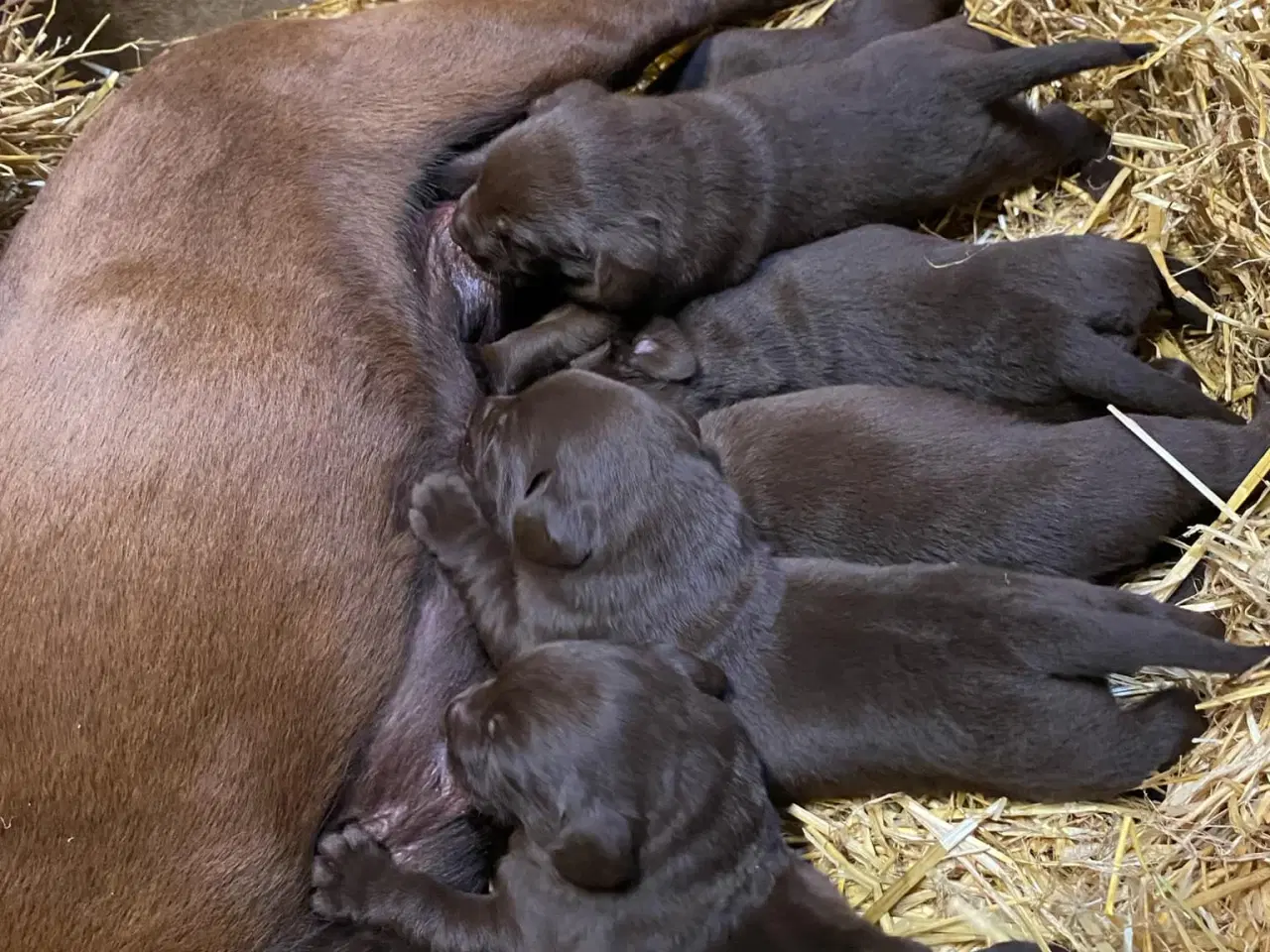 Billede 2 - Skønne brune labradorhvalpe sælges - 5 uger