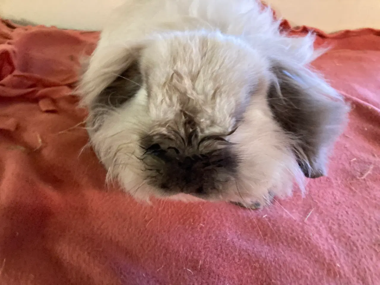 Billede 2 - Smuk Lionlop søger nyt hjem