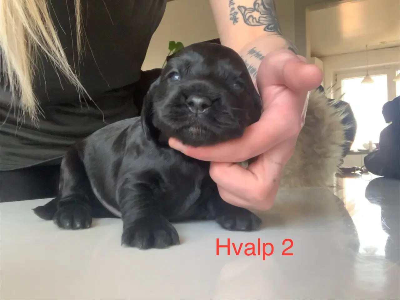 Billede 3 - Cocker Spaniel Hvalpe