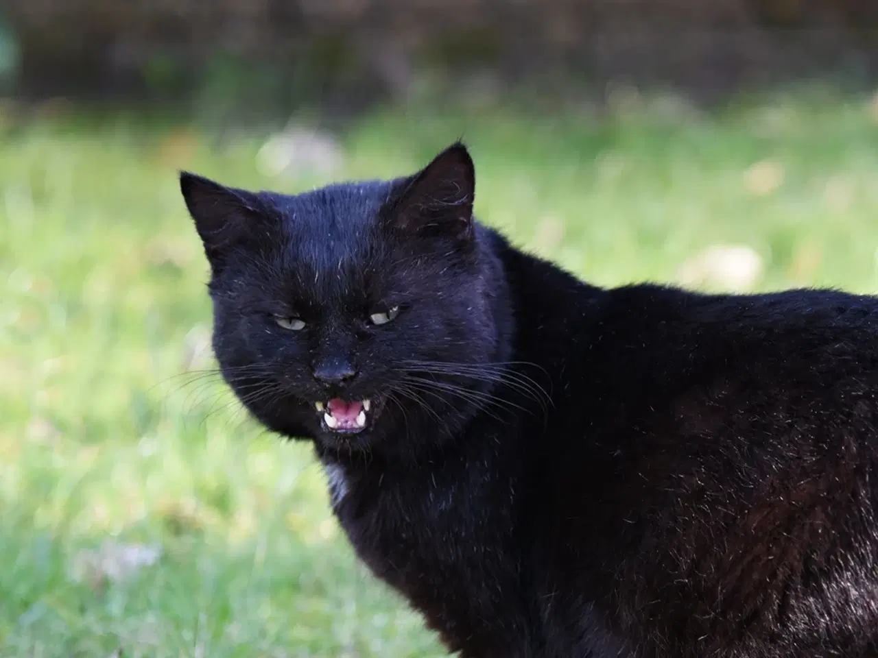 Billede 6 - Statslig Britisk Bombay-hankat søger nyt hjem