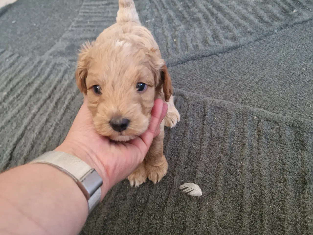 Billede 2 - Golden doodle
