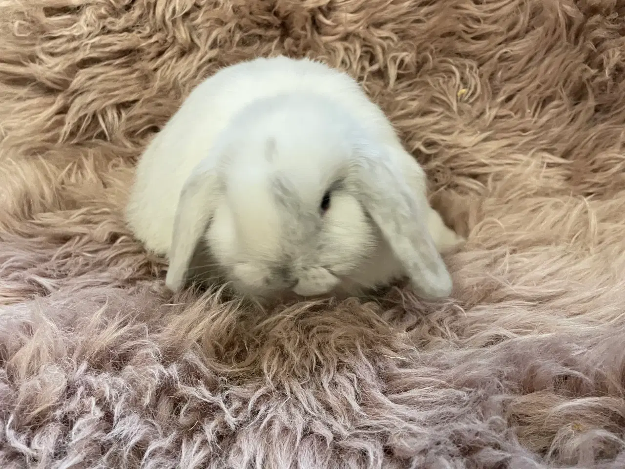 Billede 6 - Minilop unge klar 19/11 (dreng)