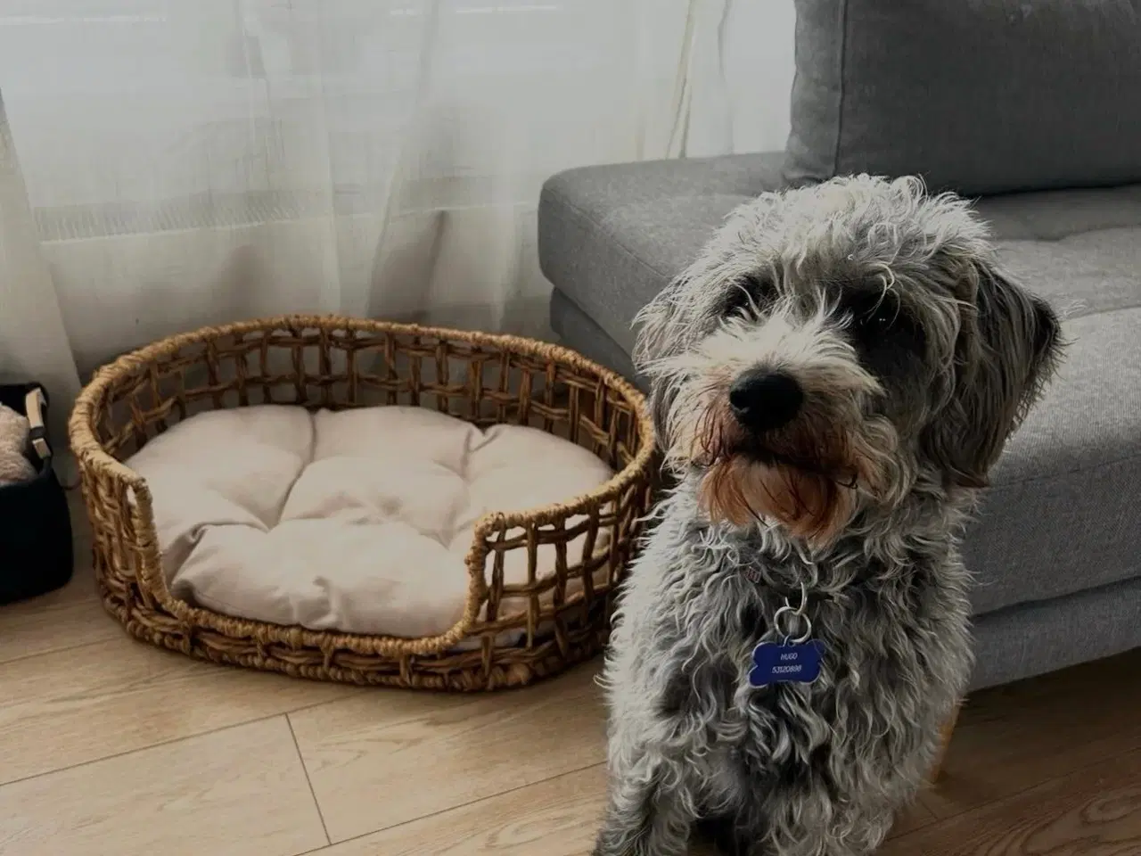Billede 4 - Kærlige Hugo søger nyt og roligt hjem