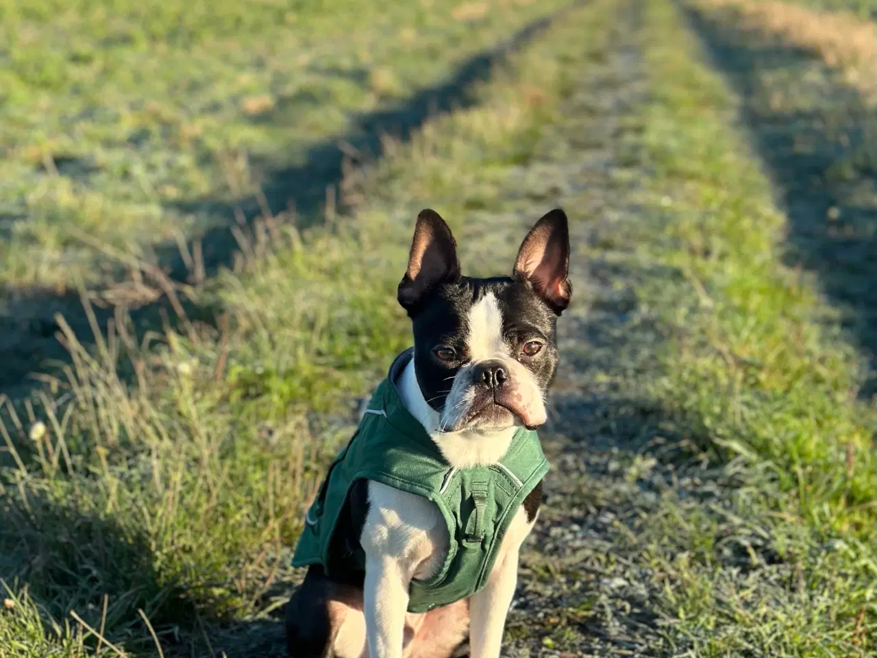 Billede 3 - Boston terrier
