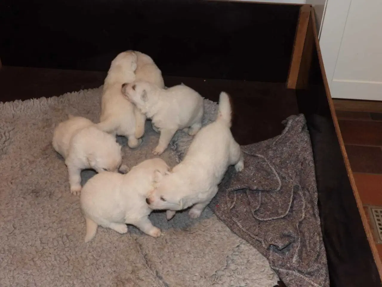 Billede 5 - Hvalpe af hvid langhåret schæferhund sælges