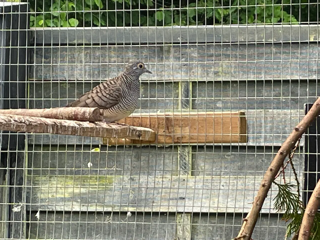 Billede 2 - Australsk Zebradue
