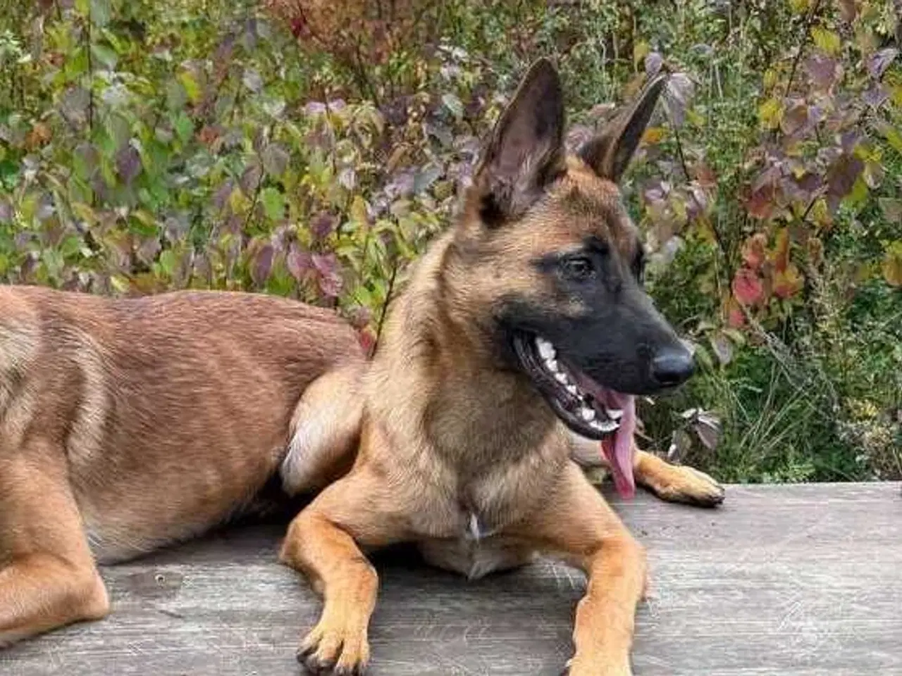 Billede 3 - Tæve Belgisk Malinois / Schæferhund