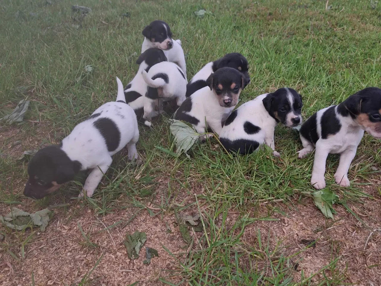 Billede 5 - Dansk svensk gårdhund (hundehvalpe)