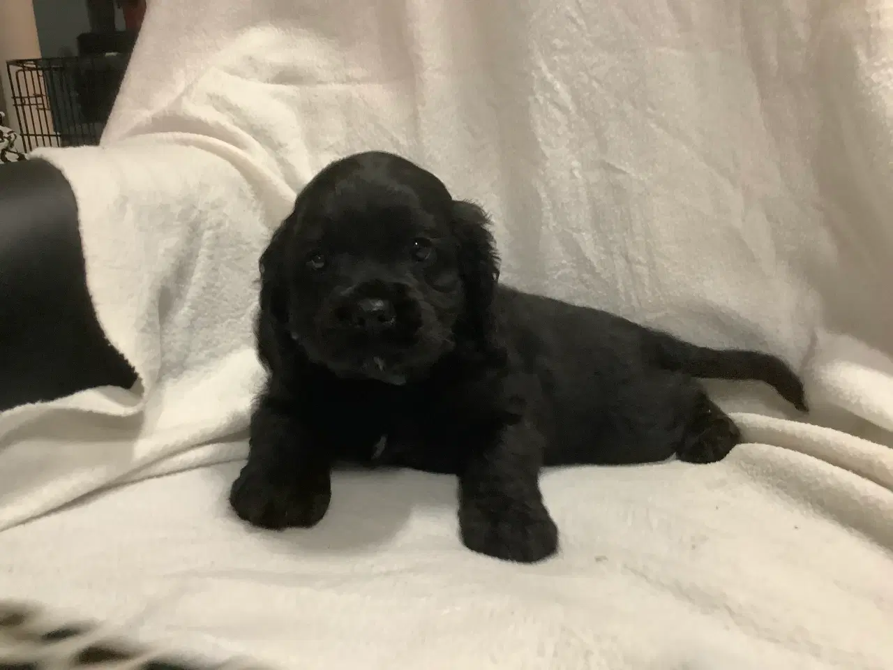 Billede 5 - Cockapoo.