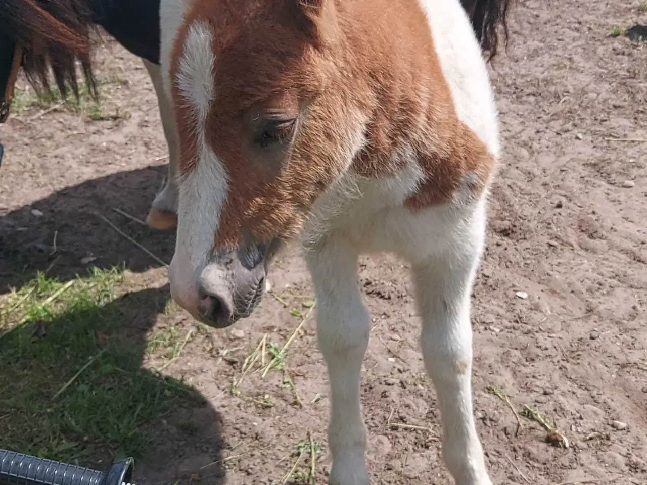 Billede 3 - Hingsteføl shetlænder/ 1/4 irish cob