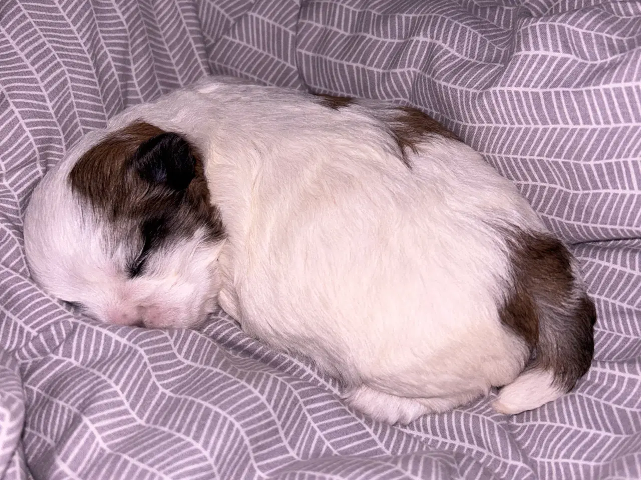 Billede 1 - Shih Tzu / Malteser hvalp til salg.( Boomer ) Pige