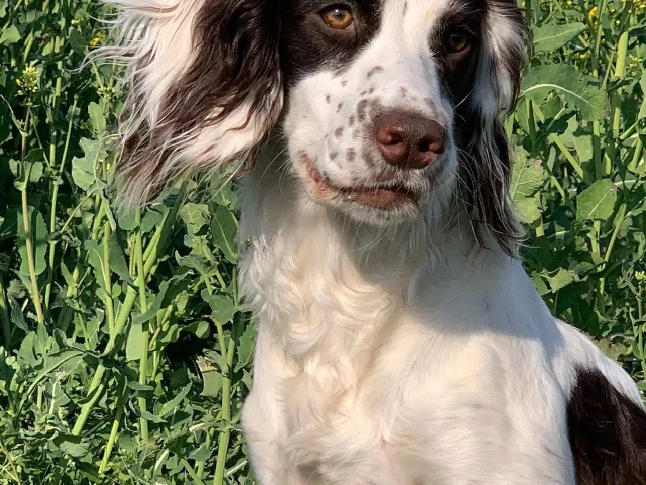Billede 11 - FT Cocker Spaniel tæve med stamtavle