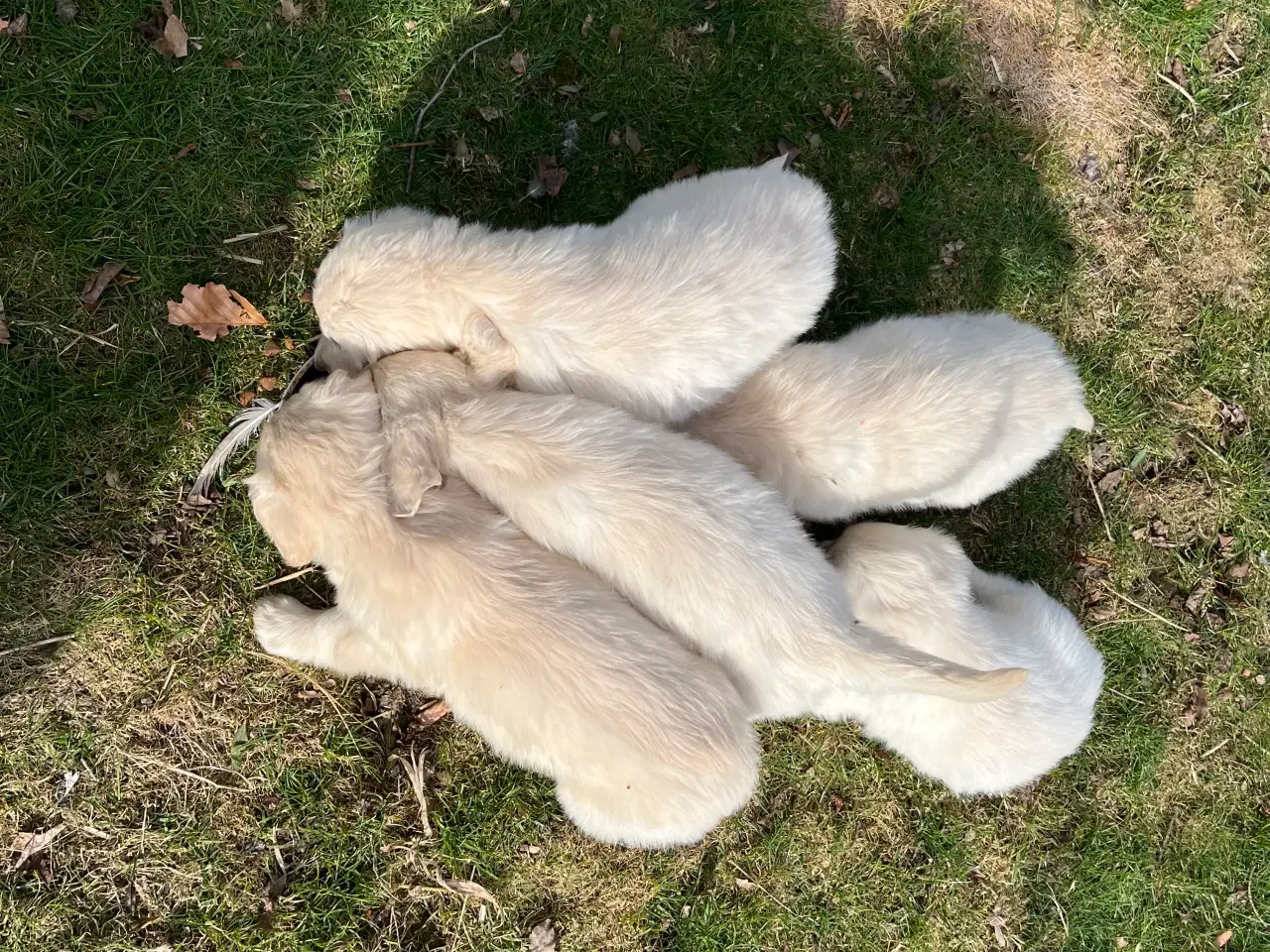 Billede 15 - 7 Golden retriever hvalpe sælges