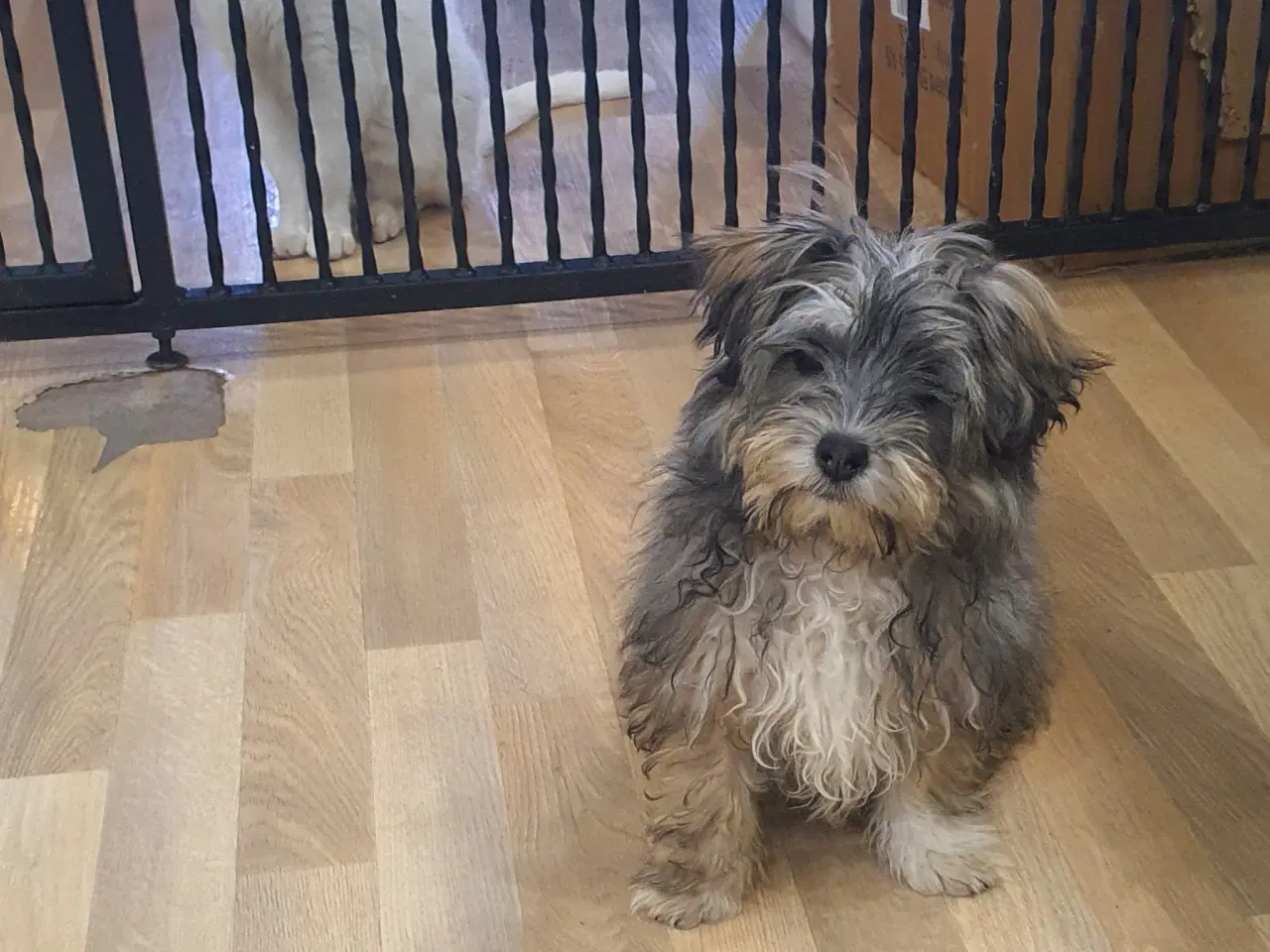 Billede 3 - yorkshire Terrier / Malteser hvalpe (Morkies)