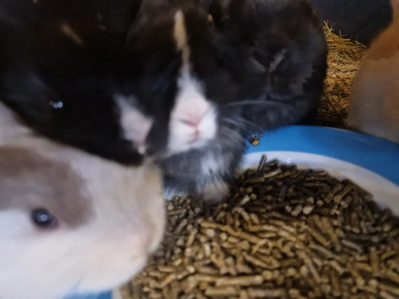 Billede 2 - Søde kanin unger 