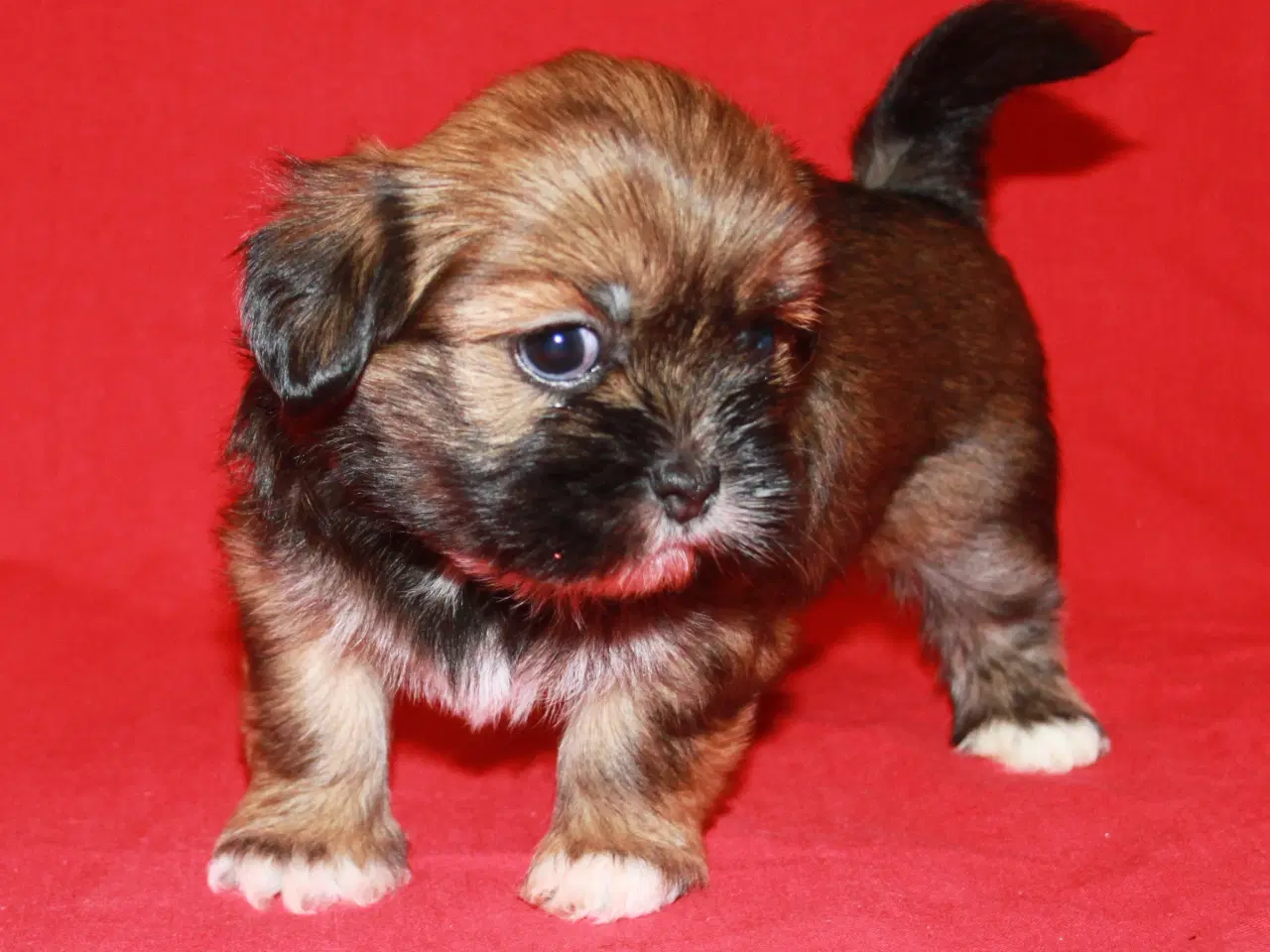 Billede 12 - Lhasa Apso hvalpe