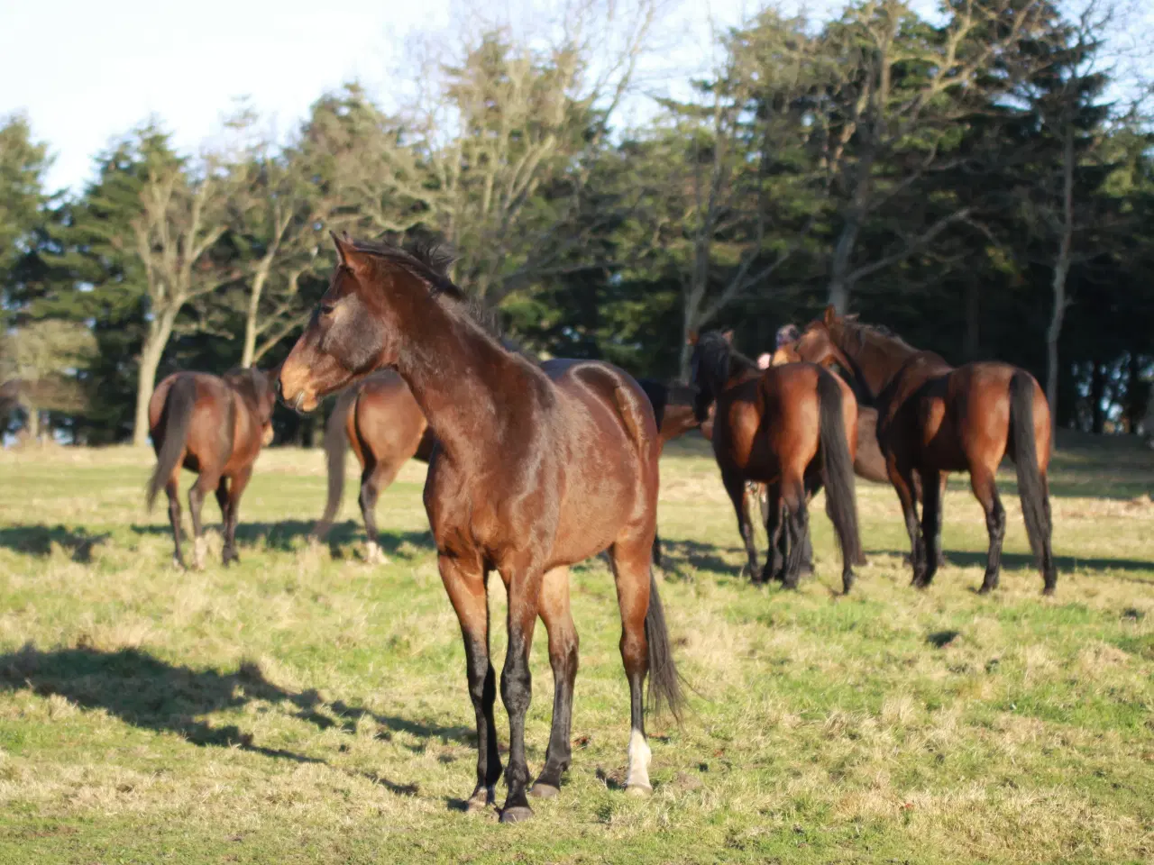 Billede 4 - 3 års vallak søger nyt hjem