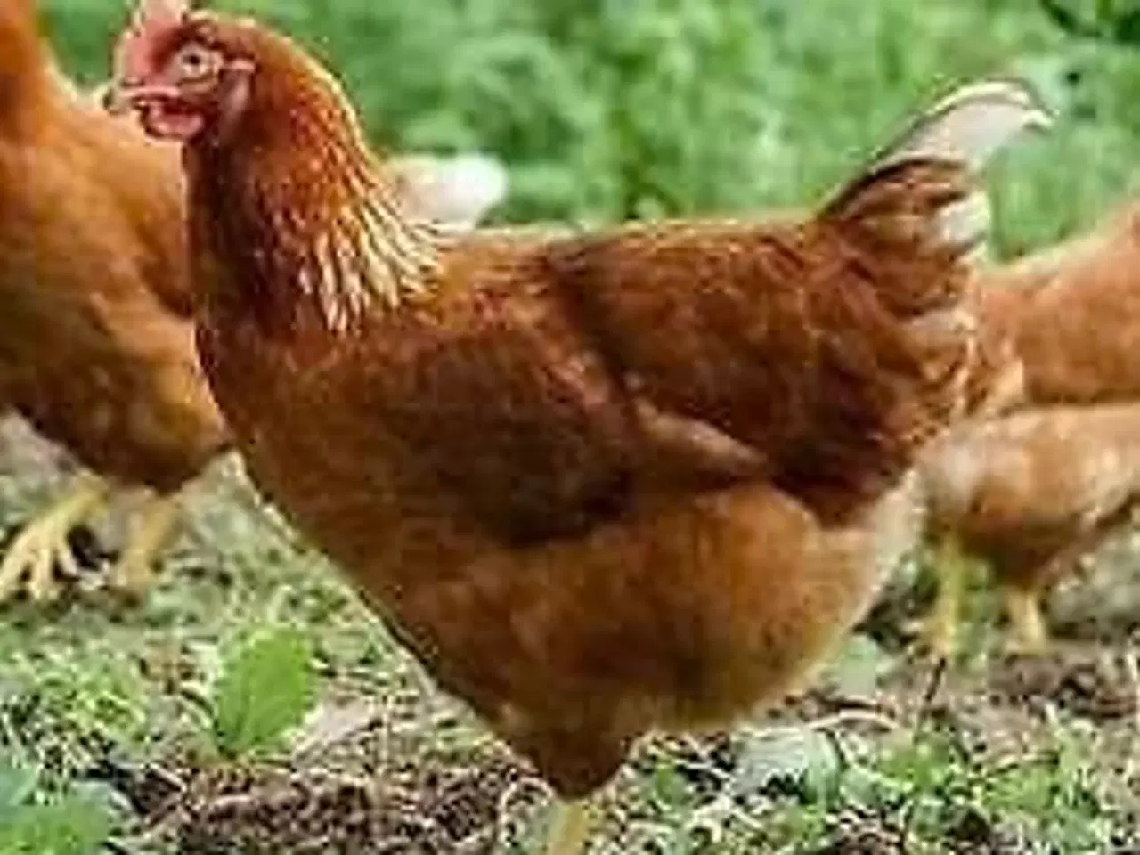 Billede 1 - Søger Isa høns