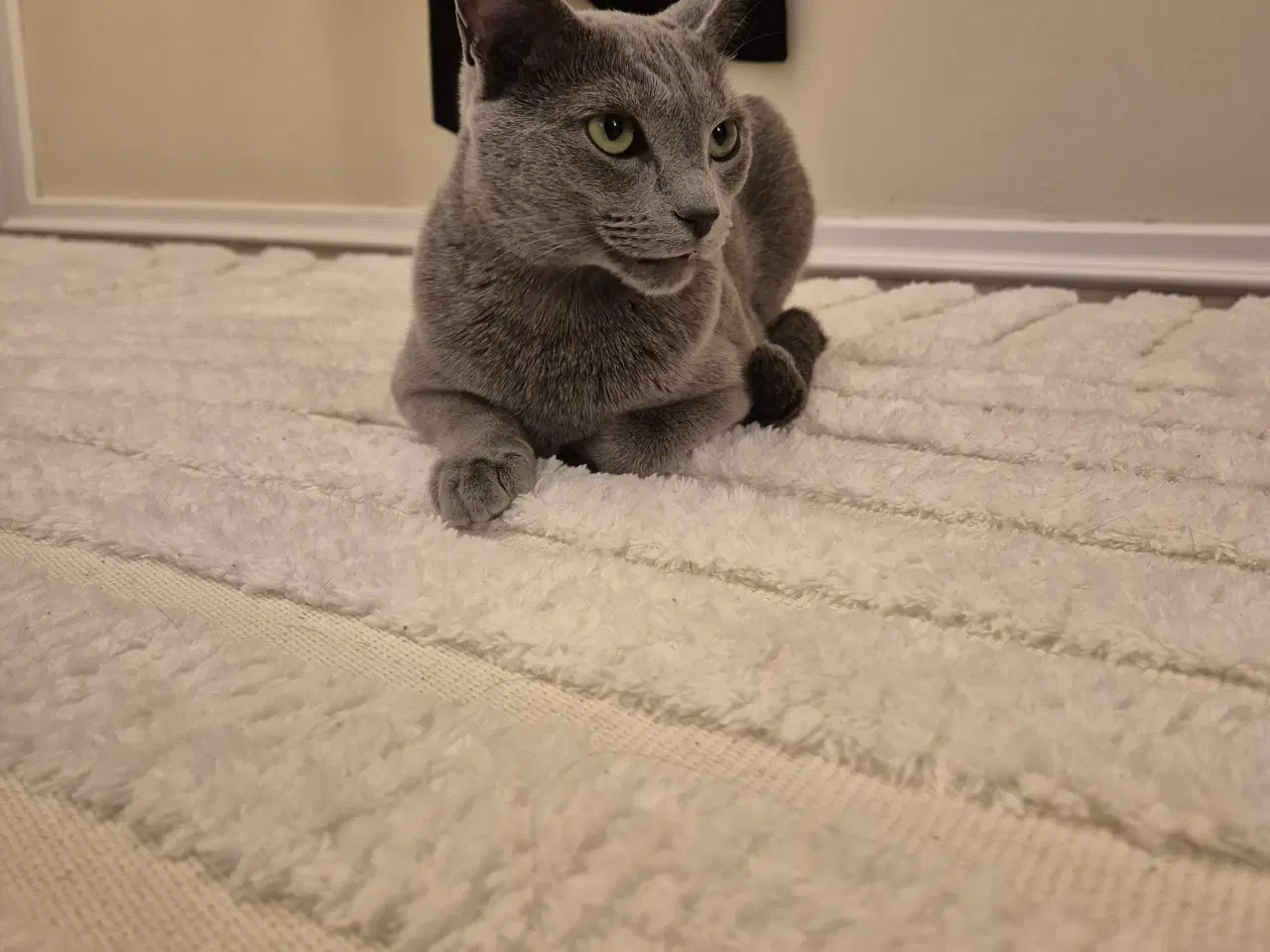 Billede 5 - Russian blue hankat