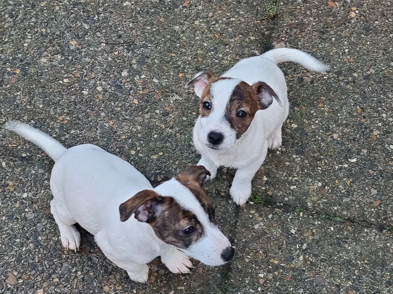 Billede 1 - lav benet Jack Russel terrier hvalpe