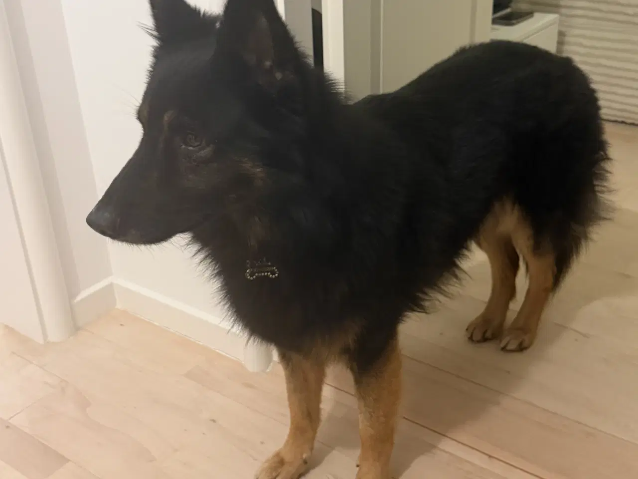 Billede 5 - Søde Scooby søger nyt hjem