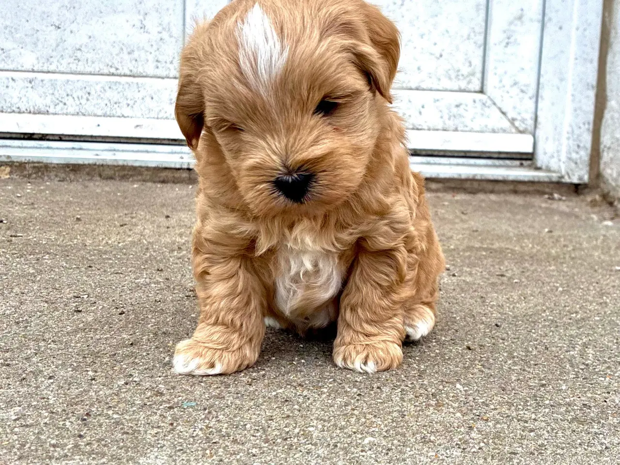 Billede 4 - doodle / cotonpoo / pooton  hvalpe  