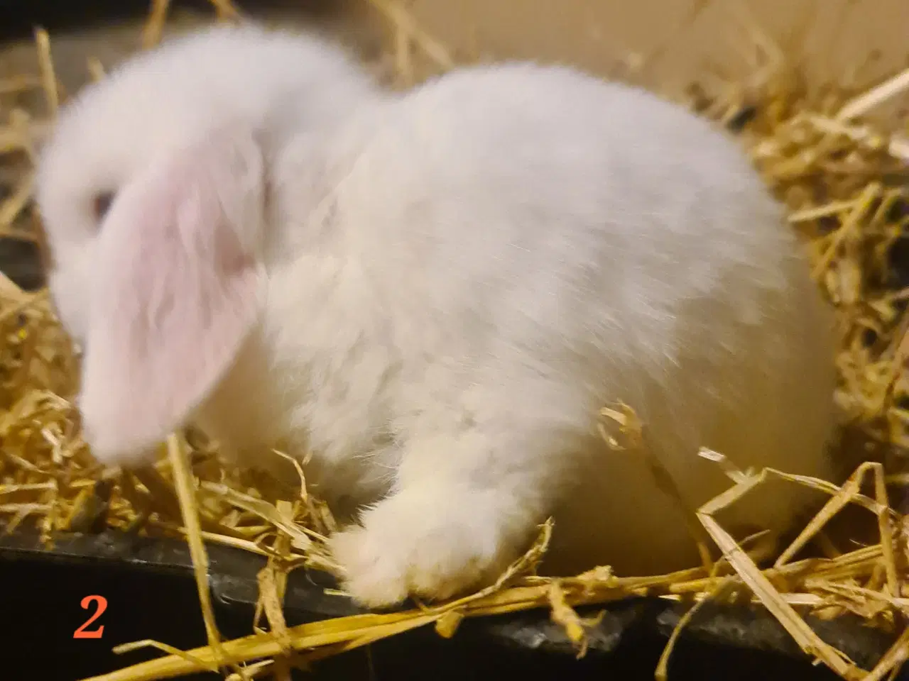 Billede 7 - Kaninunger Mini Lop 