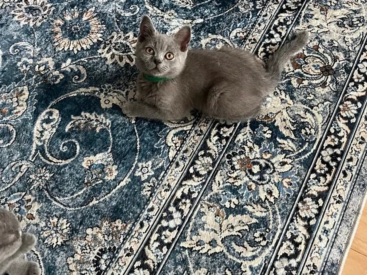 Billede 8 - Skønne British katte 