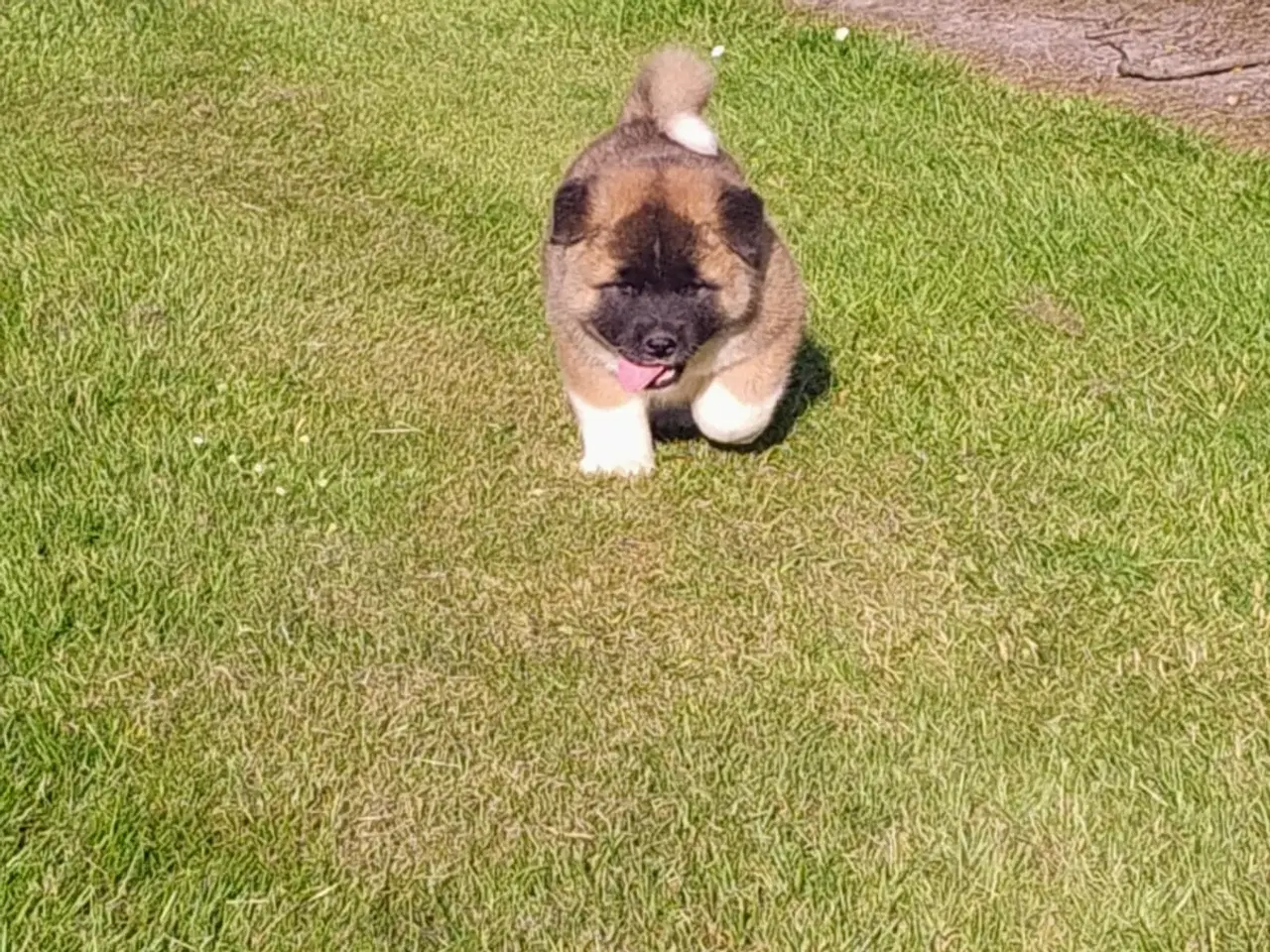 Billede 3 - Dreng hundehvalp Akita American 