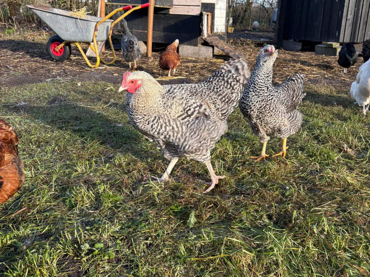 Billede 1 - Flotte hanner