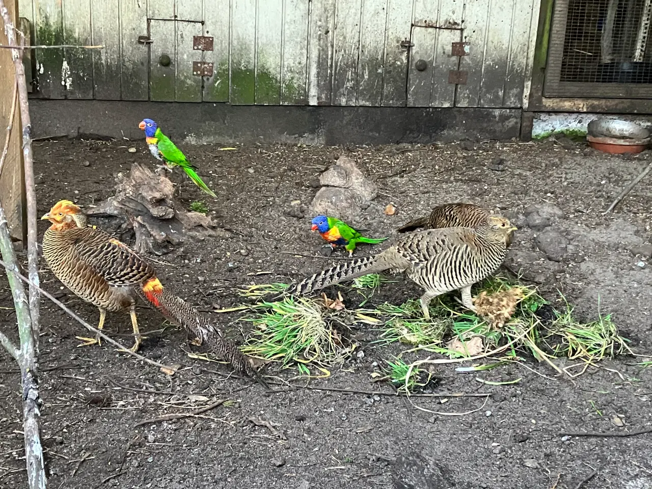 Billede 3 - Guldfasaner