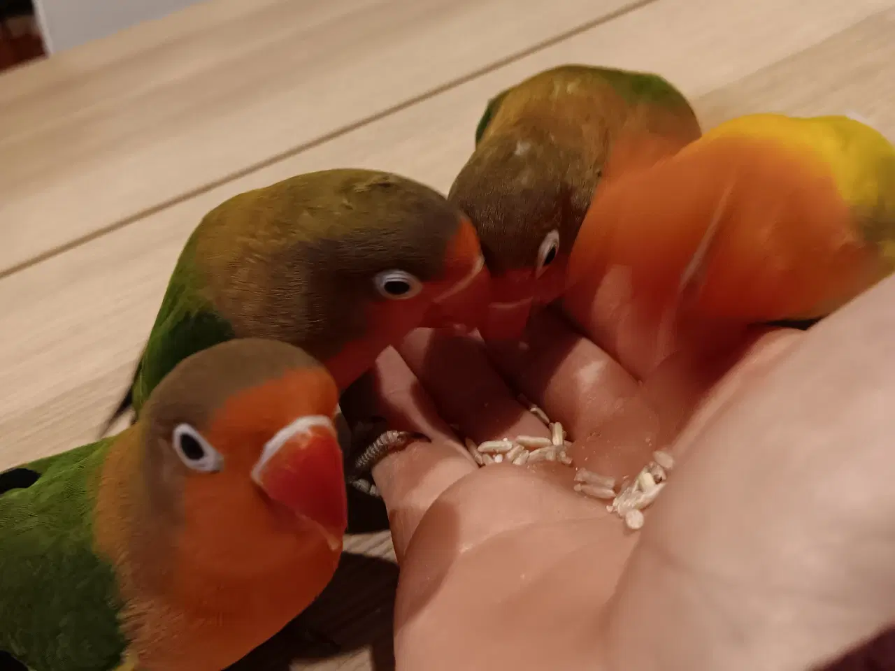 Billede 3 - 4 mdr. gamle dværgpapegøjerunger sælges 500 kr/stk