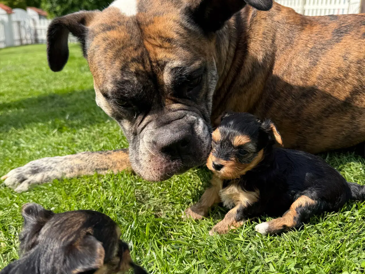 Billede 8 - Yorkshire Terrier Hvalpe