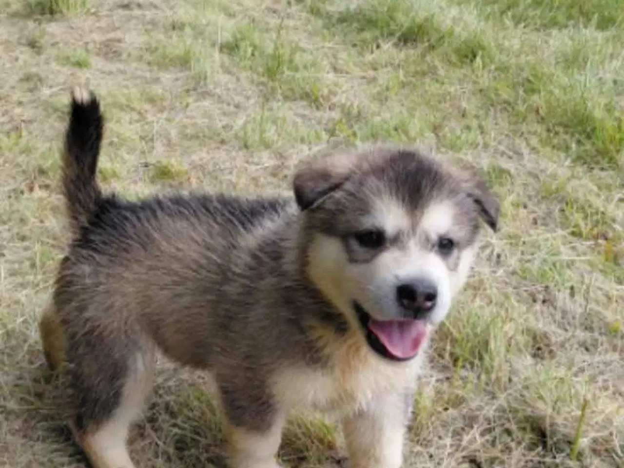 Billede 2 - Alaskan malamute hvalpe 