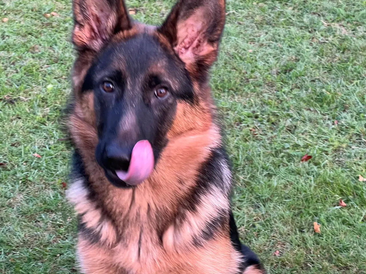 Billede 2 - Schæferhund med DKK stambog