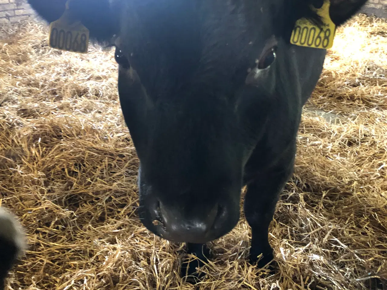 Billede 2 - Homozygotisk pollet Dexter tyr 