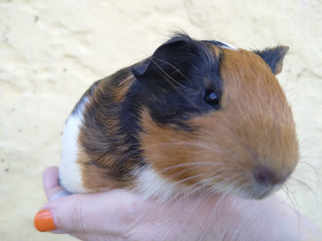 Billede 3 - 2 Hun unger, veninder