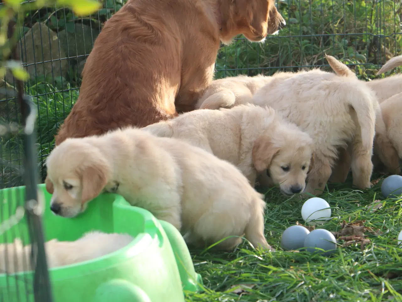 Billede 11 - Verdens smukkeste Golden Retriever er nu til salg!