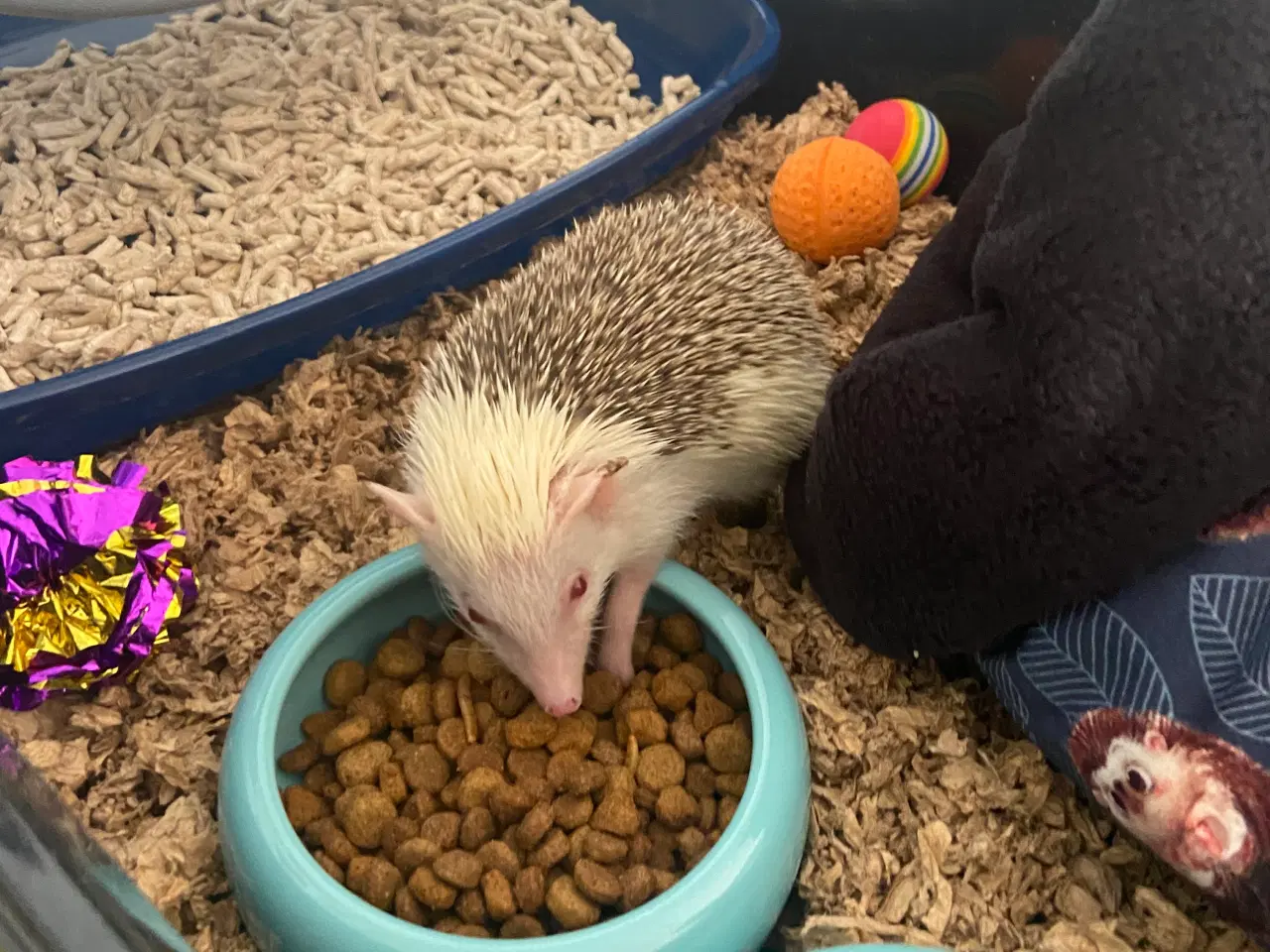 Billede 7 - Afrikansk Pygmæ Pindsvin